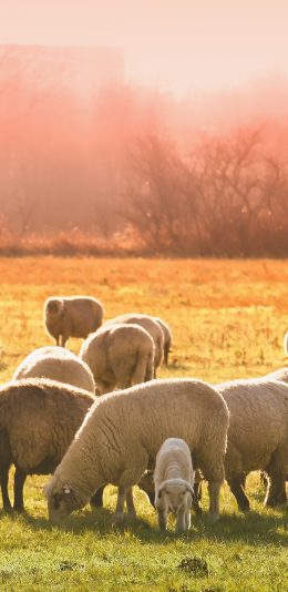 [2436x1125]羊群 草原 牧场 牲畜 苹果手机壁纸图片