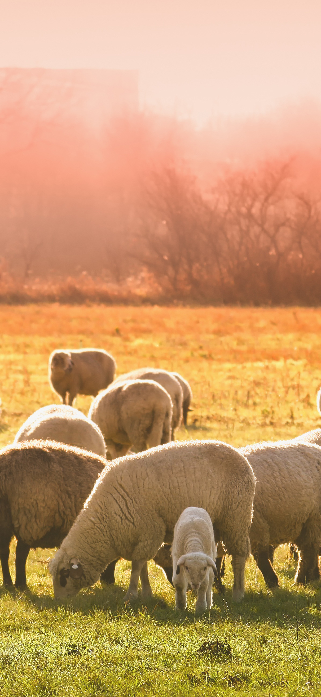 [2436×1125]羊群 草原 牧场 牲畜 苹果手机壁纸图片