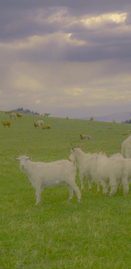 [2436x1125]羊群 草原 牲畜 养殖 山羊 苹果手机壁纸图片