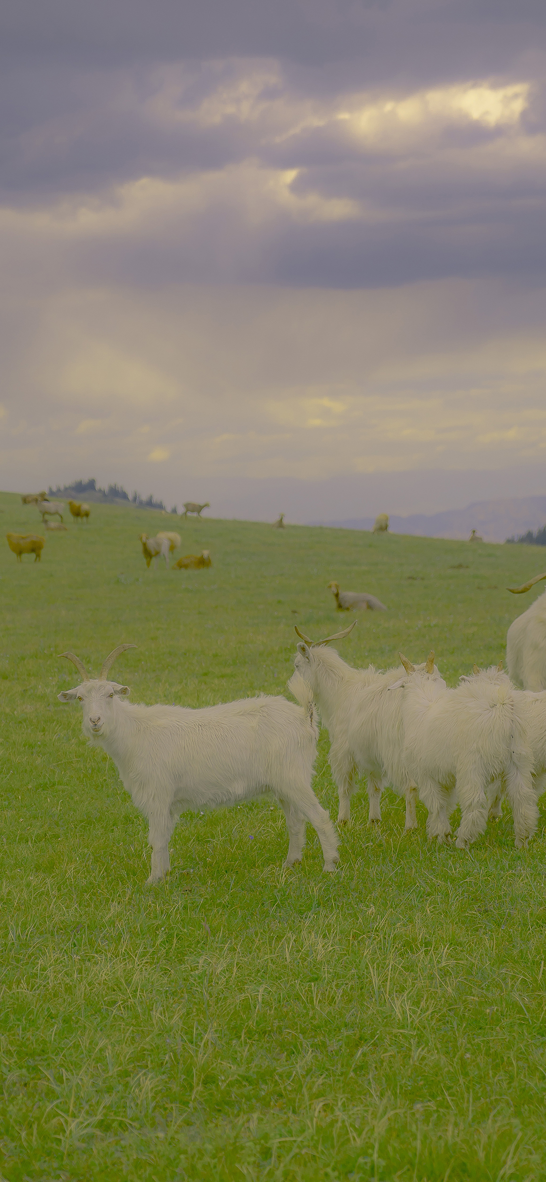 [2436×1125]羊群 草原 牲畜 养殖 山羊 苹果手机壁纸图片