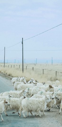 [2436x1125]羊群 草原 畜牧 牲畜 公路 苹果手机壁纸图片