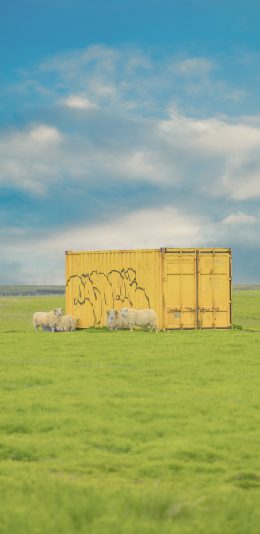 [2436x1125]羊群 草原 草坪 集装箱 畜牧 牲畜 苹果手机壁纸图片