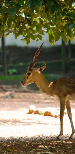 [2436x1125]羊角 树荫 户外 饲养 苹果手机壁纸图片