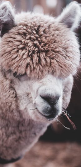 [2436x1125]羊驼 皮毛 啃食 草泥马 苹果手机壁纸图片