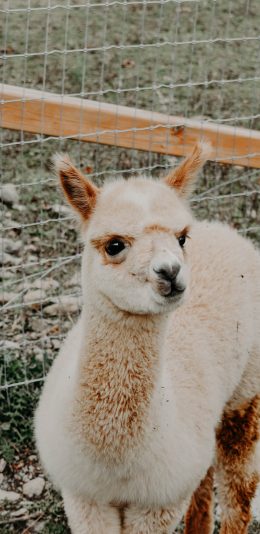 [2436x1125]羊驼 皮毛 大眼 草泥马 苹果手机壁纸图片