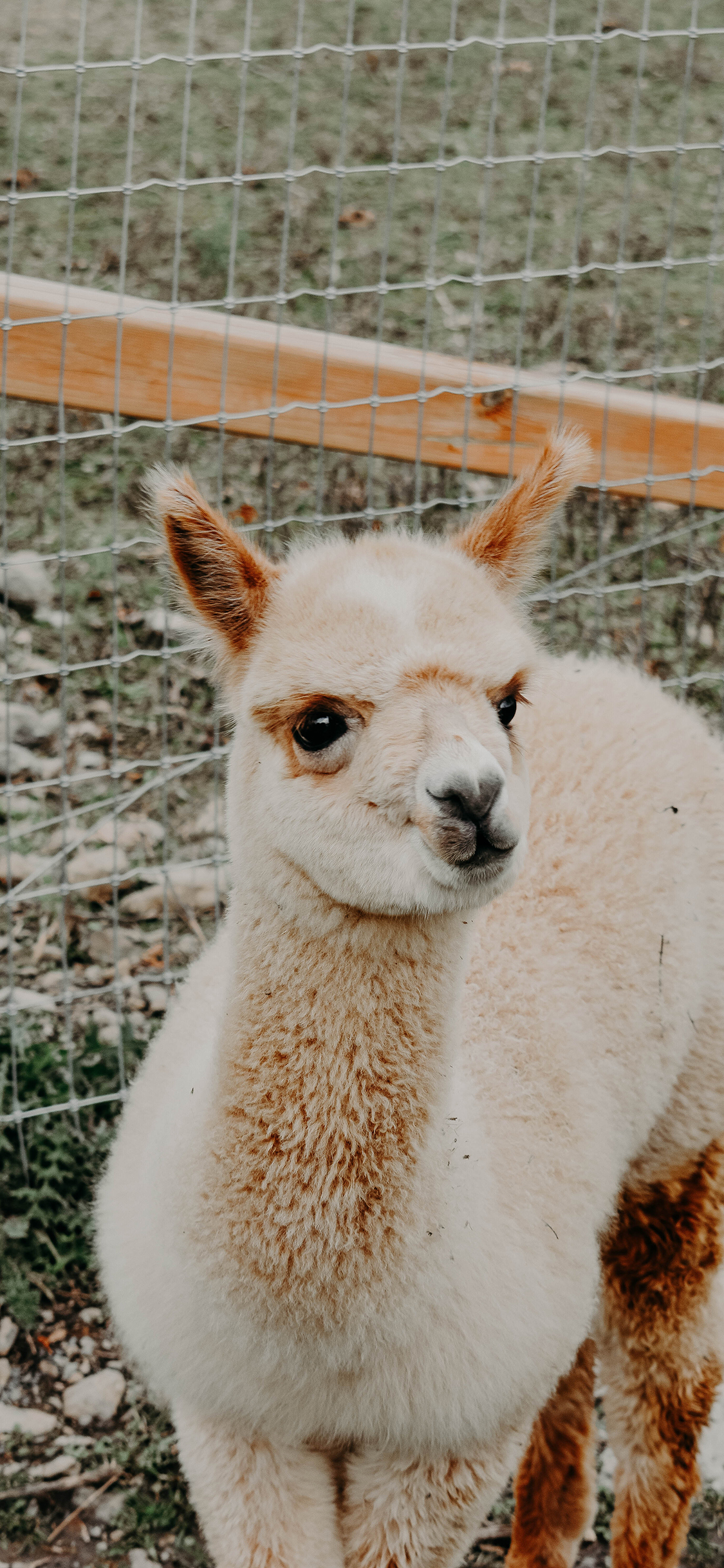 [2436×1125]羊驼 皮毛 大眼 草泥马 苹果手机壁纸图片