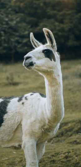 [2436x1125]羊驼 草原 放养 草泥马 苹果手机壁纸图片