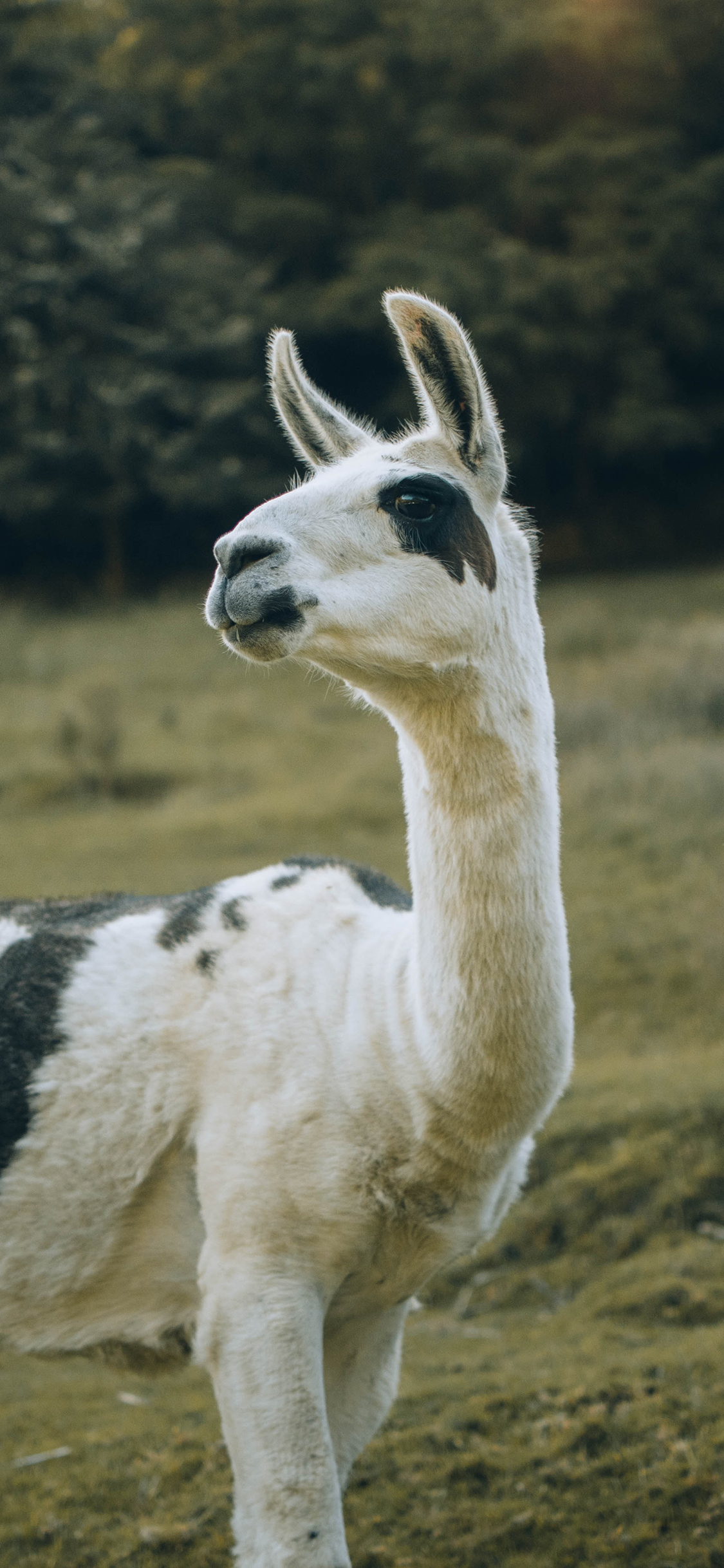 [2436×1125]羊驼 草原 放养 草泥马 苹果手机壁纸图片