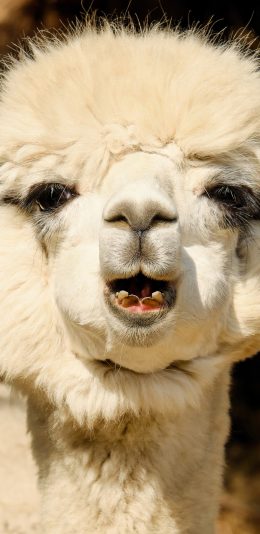 [2436x1125]羊驼 草泥马 动物 皮按摩 苹果手机壁纸图片
