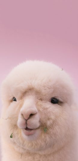 [2436x1125]羊驼 草泥马 可爱 皮毛 饲料 苹果手机壁纸图片