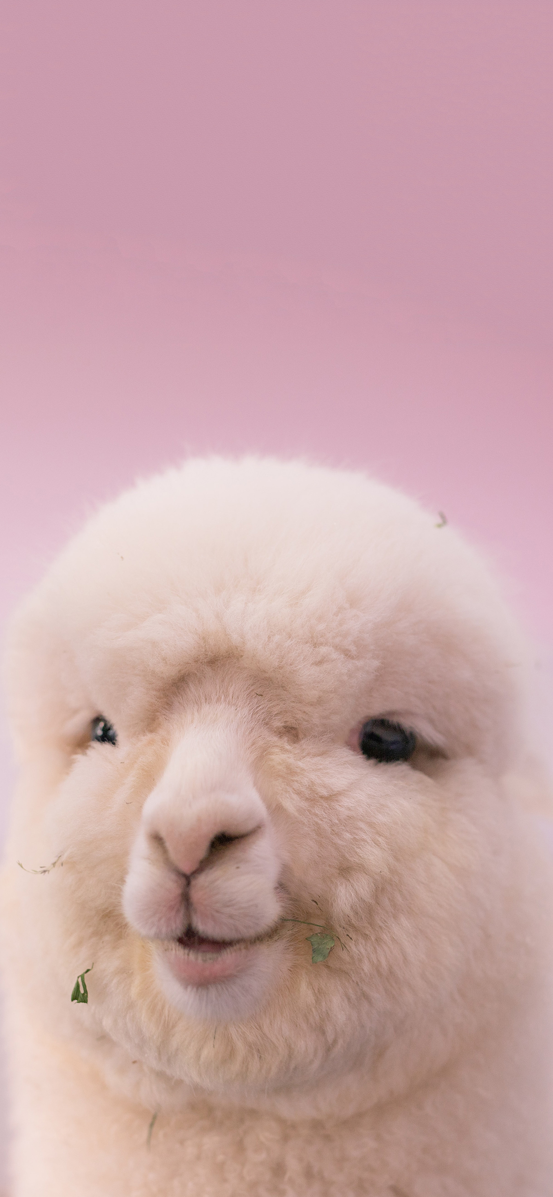 [2436×1125]羊驼 草泥马 可爱 皮毛 饲料 苹果手机壁纸图片