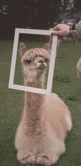 [2436x1125]羊驼 草泥马 可爱 相框 草坪 苹果手机壁纸图片