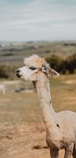 [2436x1125]羊驼 草泥马 放牧 牧场 苹果手机壁纸图片
