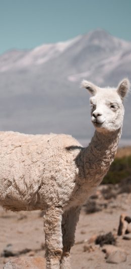 [2436x1125]羊驼 草泥马 杂毛 野外 苹果手机壁纸图片