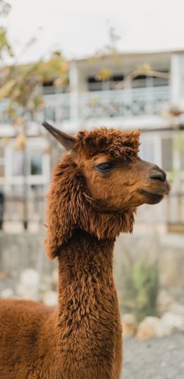 [2436x1125]羊驼 草泥马 棕色 皮毛 苹果手机壁纸图片