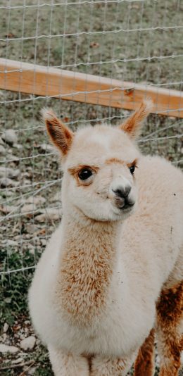 [2436x1125]羊驼 草泥马 牲畜 畜牧 养殖 苹果手机壁纸图片