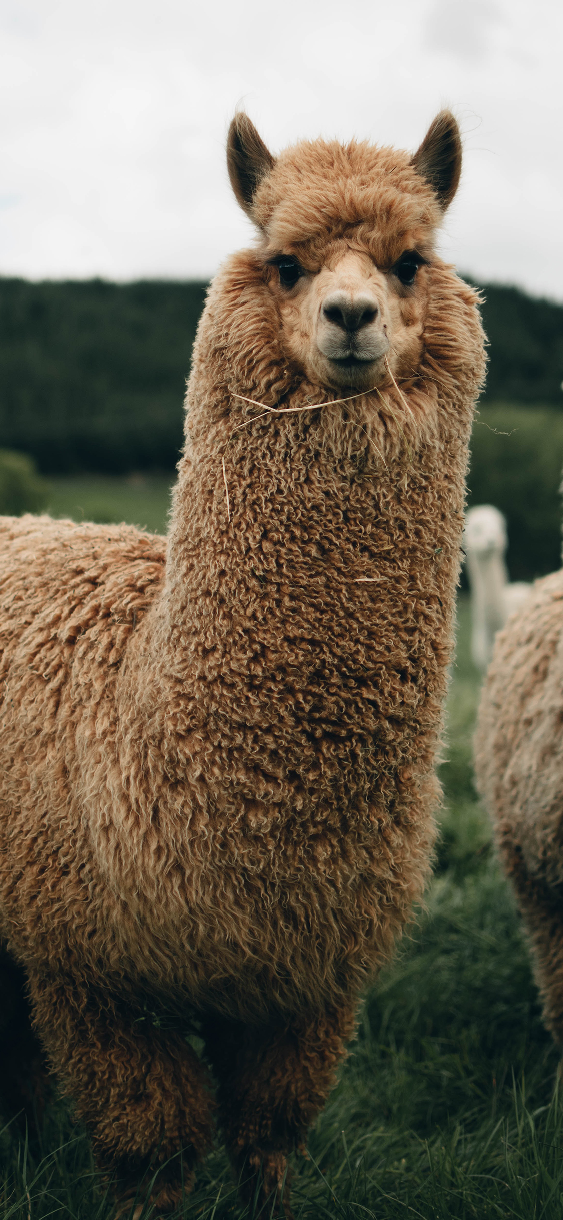 [2436×1125]羊驼 草泥马 牲畜 畜牧 草原 苹果手机壁纸图片