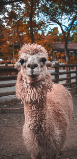 [2436x1125]羊驼 草泥马 畜牧 牲畜 苹果手机壁纸图片