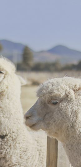 [2436x1125]羊驼 草泥马 畜牧 牲畜 圈养 苹果手机壁纸图片