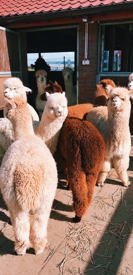 [2436x1125]羊驼 草泥马 种群 可爱 苹果手机壁纸图片