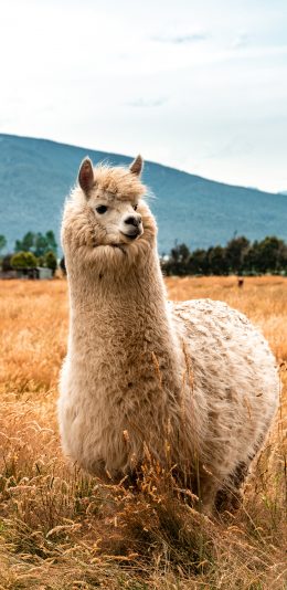 [2436x1125]羊驼 草泥马 草原 畜牧 牲畜 苹果手机壁纸图片