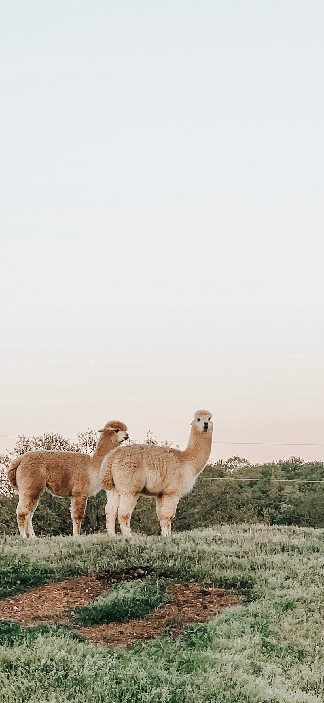 [2436×1125]羊驼 草泥马 草地 放养 苹果手机壁纸图片