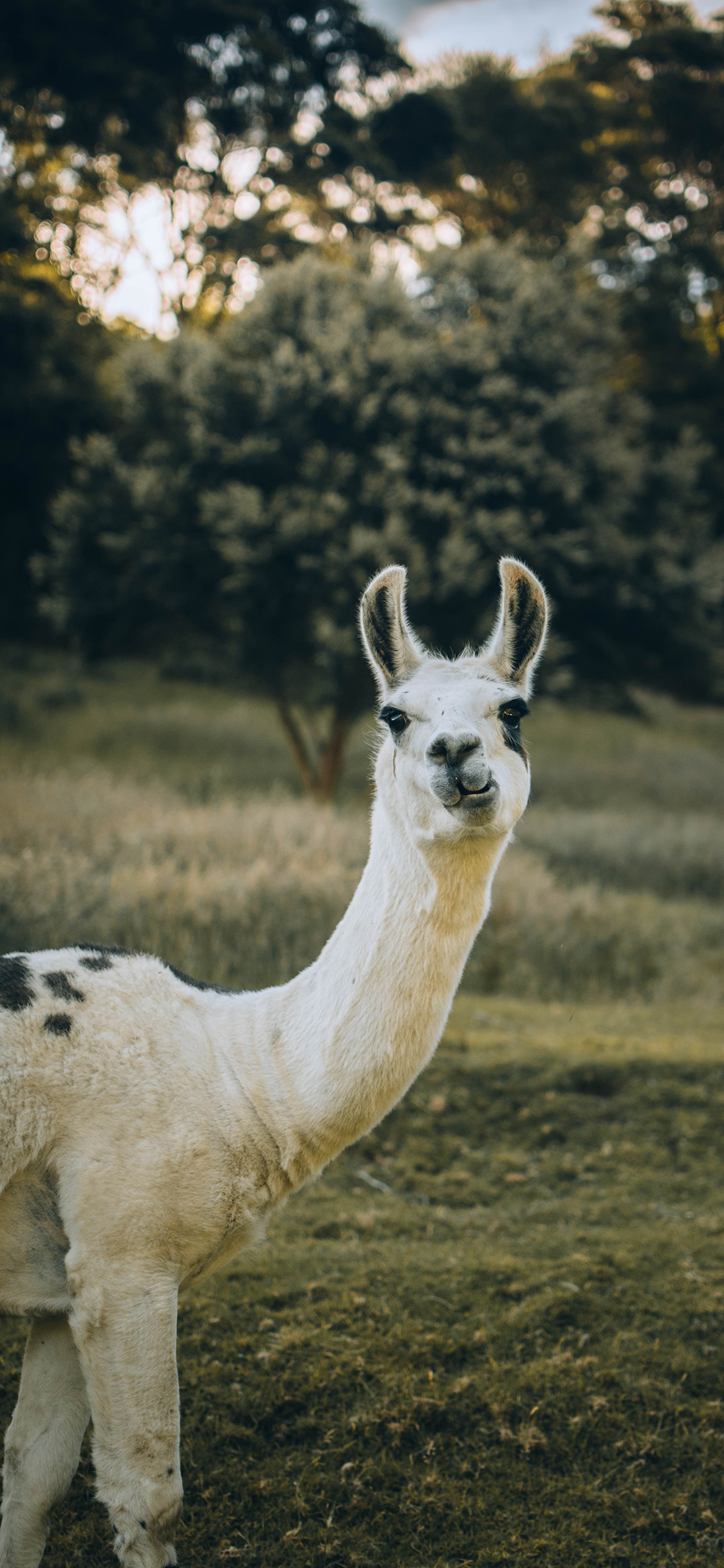 [2436×1125]羊驼 草泥马 草地 觅食 苹果手机壁纸图片