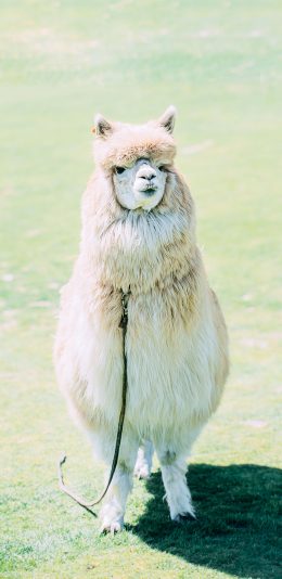 [2436x1125]羊驼 草泥马 草坪 毛发 可爱 牲畜 苹果手机壁纸图片