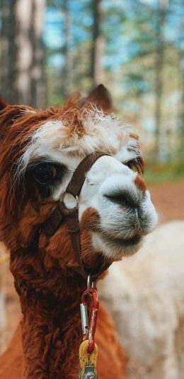 [2436x1125]羊驼 草泥马 饲养 牲畜 苹果手机壁纸图片
