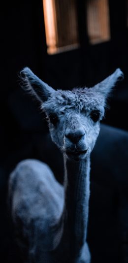 [2436x1125]羊驼 除毛 牲畜 圈养 苹果手机壁纸图片