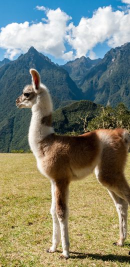[2436x1125]羊驼 高原 天空 景观 高峰 苹果手机壁纸图片