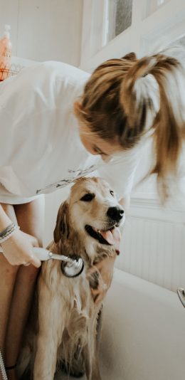 [2436x1125]美女 宠物狗 金毛犬 洗澡 苹果手机壁纸图片