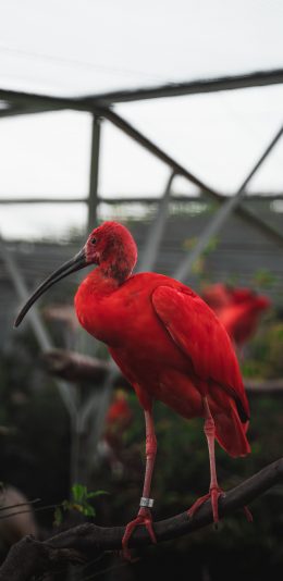 [2436x1125]美洲红鹮 树枝 脚环 鸟类 苹果手机壁纸图片