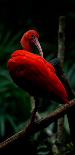 [2436x1125]美洲红鹮 鸟类 香梨 树枝 苹果手机壁纸图片