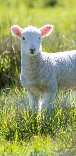 [2436x1125]羔羊 小羊 草地 放牧 绵羊 苹果手机壁纸图片