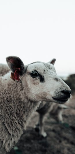 [2436x1125]羔羊 食草动物 羊毛 苹果手机壁纸图片