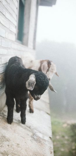 [2436x1125]羔羊 黑羊 幼仔 屋檐 苹果手机壁纸图片