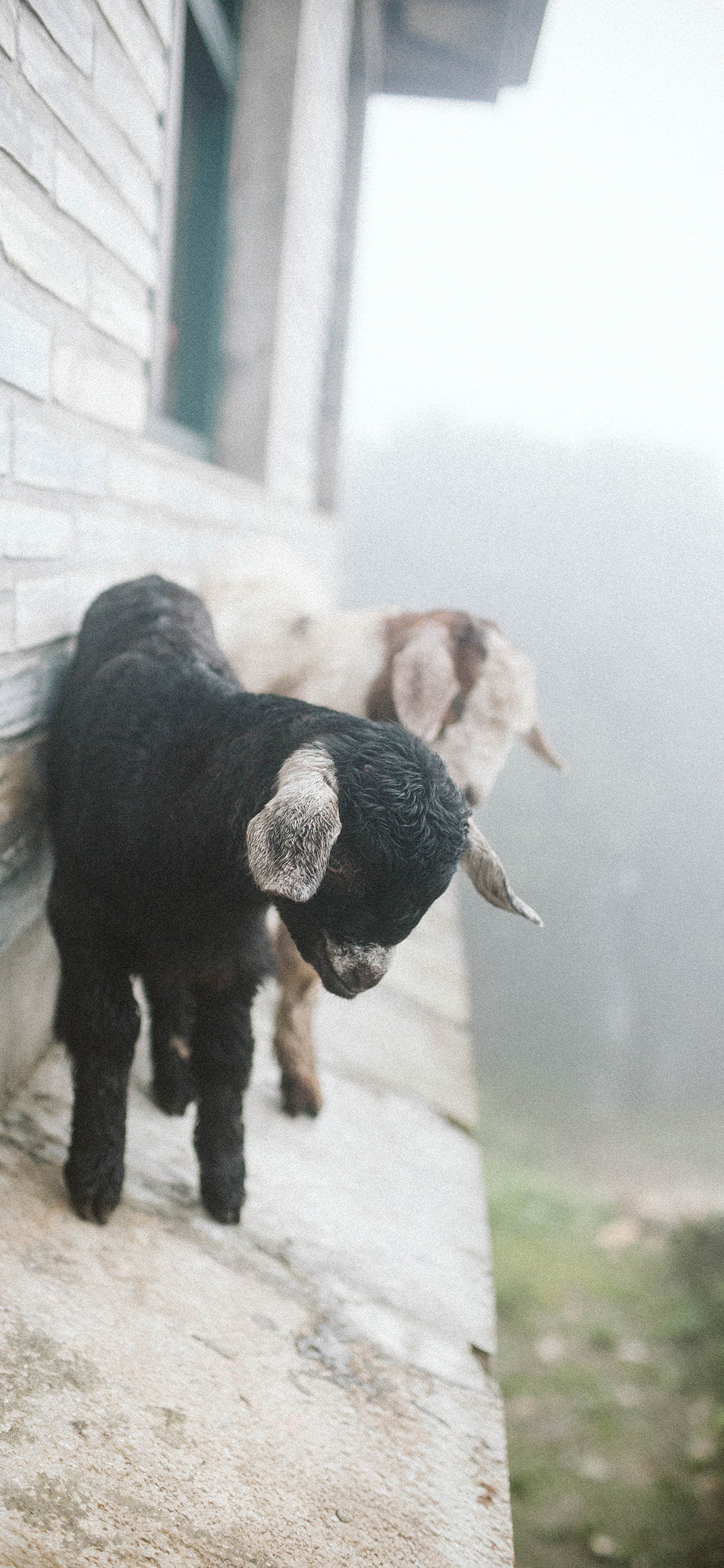 [2436×1125]羔羊 黑羊 幼仔 屋檐 苹果手机壁纸图片