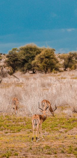 [2436x1125]羚羊 丛林 野生 物种 苹果手机壁纸图片
