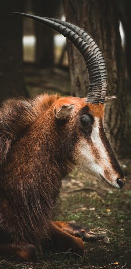 [2436x1125]羚羊 侧身 羊角 户外 苹果手机壁纸图片
