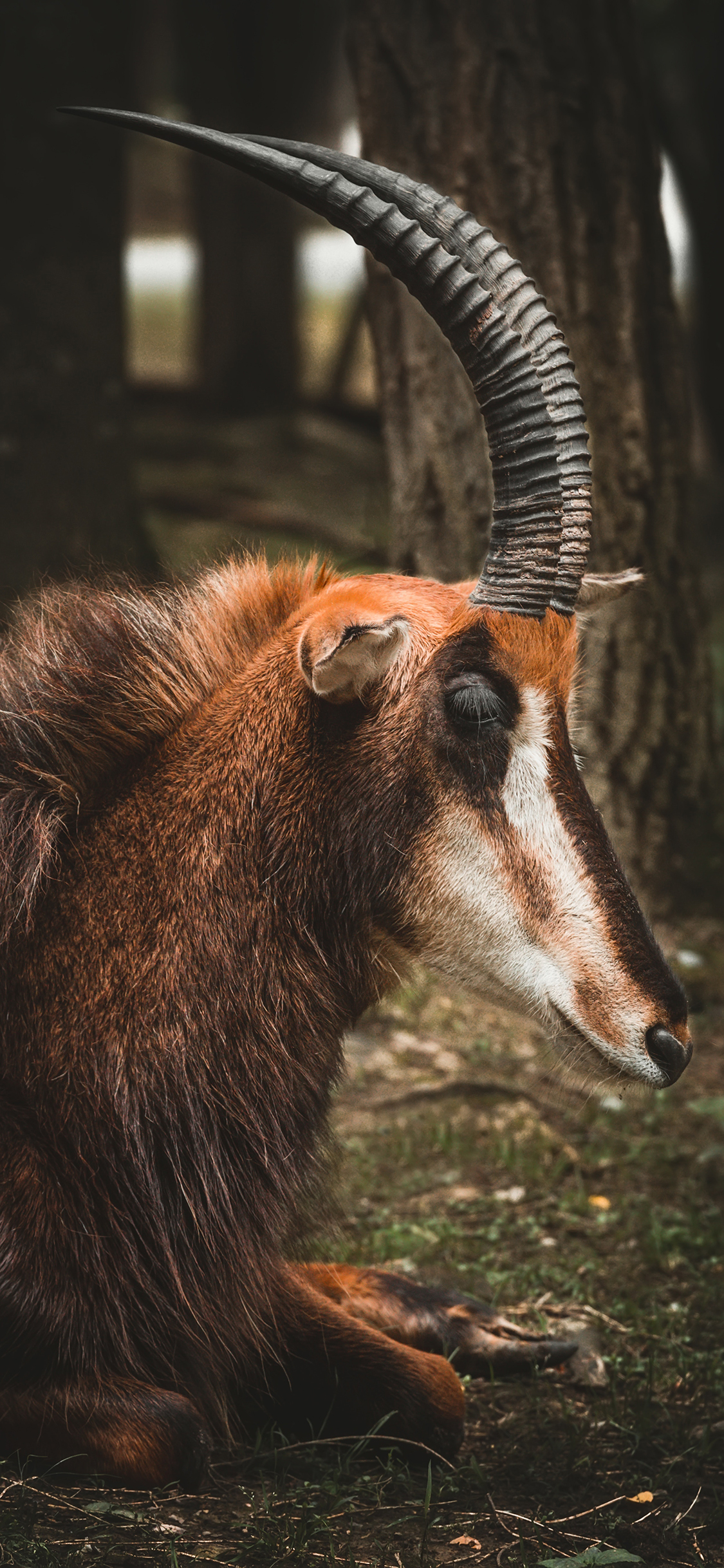[2436×1125]羚羊 侧身 羊角 户外 苹果手机壁纸图片