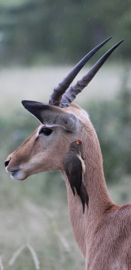 [2436x1125]羚羊 保护动物 小鸟 共生 户外 苹果手机壁纸图片