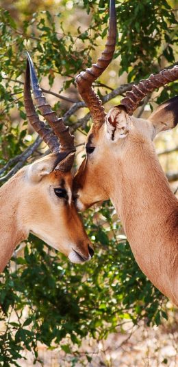 [2436x1125]羚羊 户外 羊角 树叶 苹果手机壁纸图片