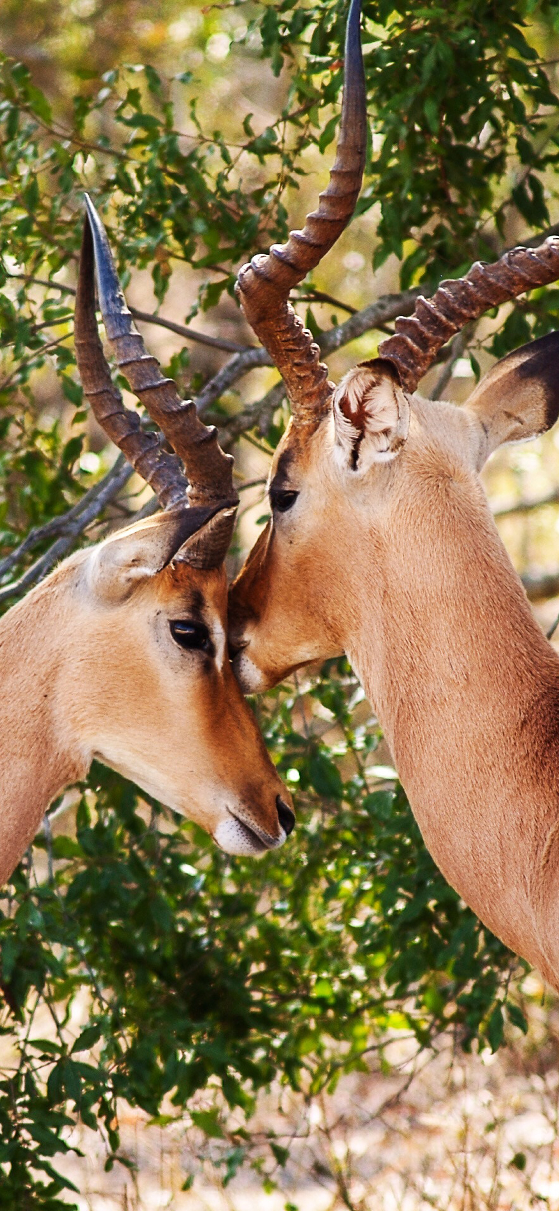 [2436×1125]羚羊 户外 羊角 树叶 苹果手机壁纸图片