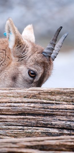 [2436x1125]羚羊 羊角 树木 遮挡 苹果手机壁纸图片