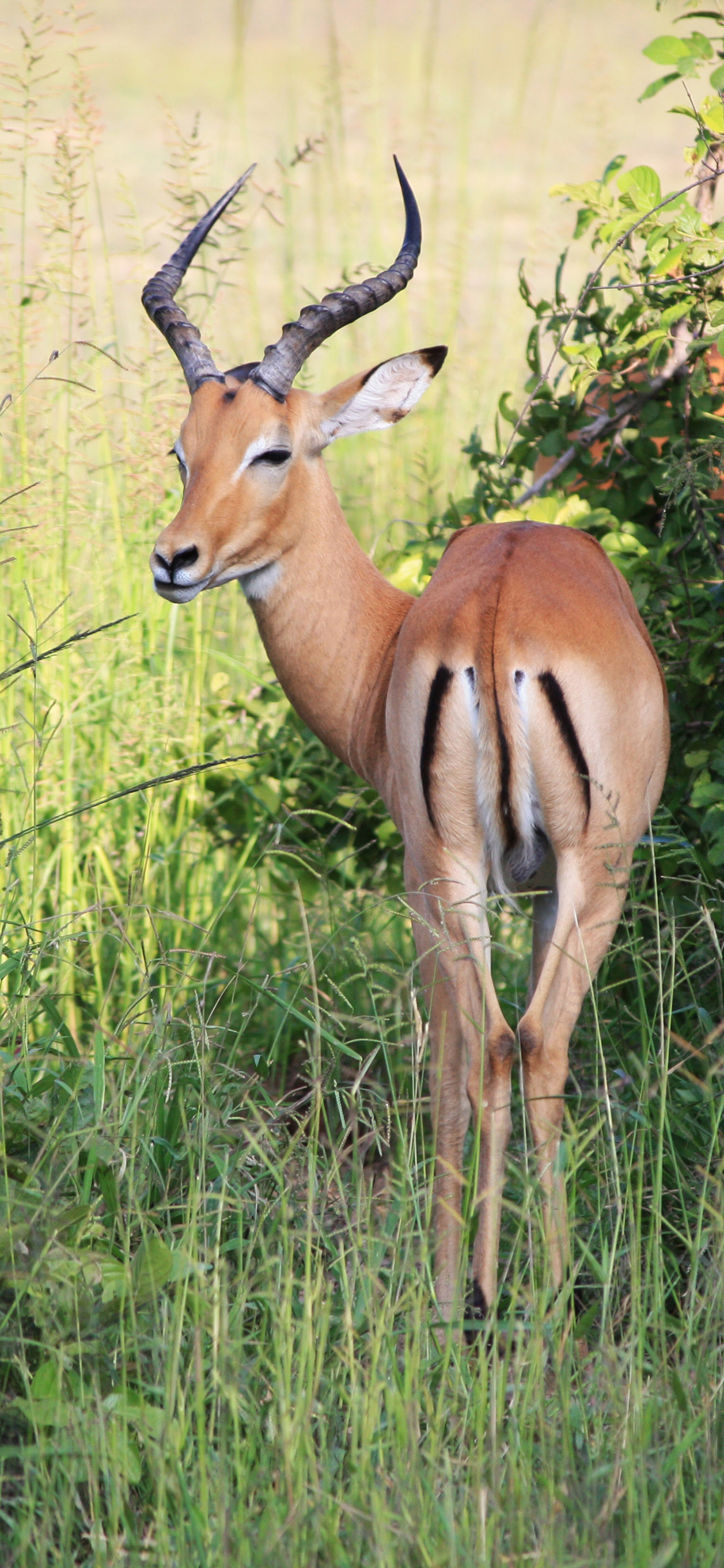 [2436×1125]羚羊 草地 野外 牲畜 苹果手机壁纸图片
