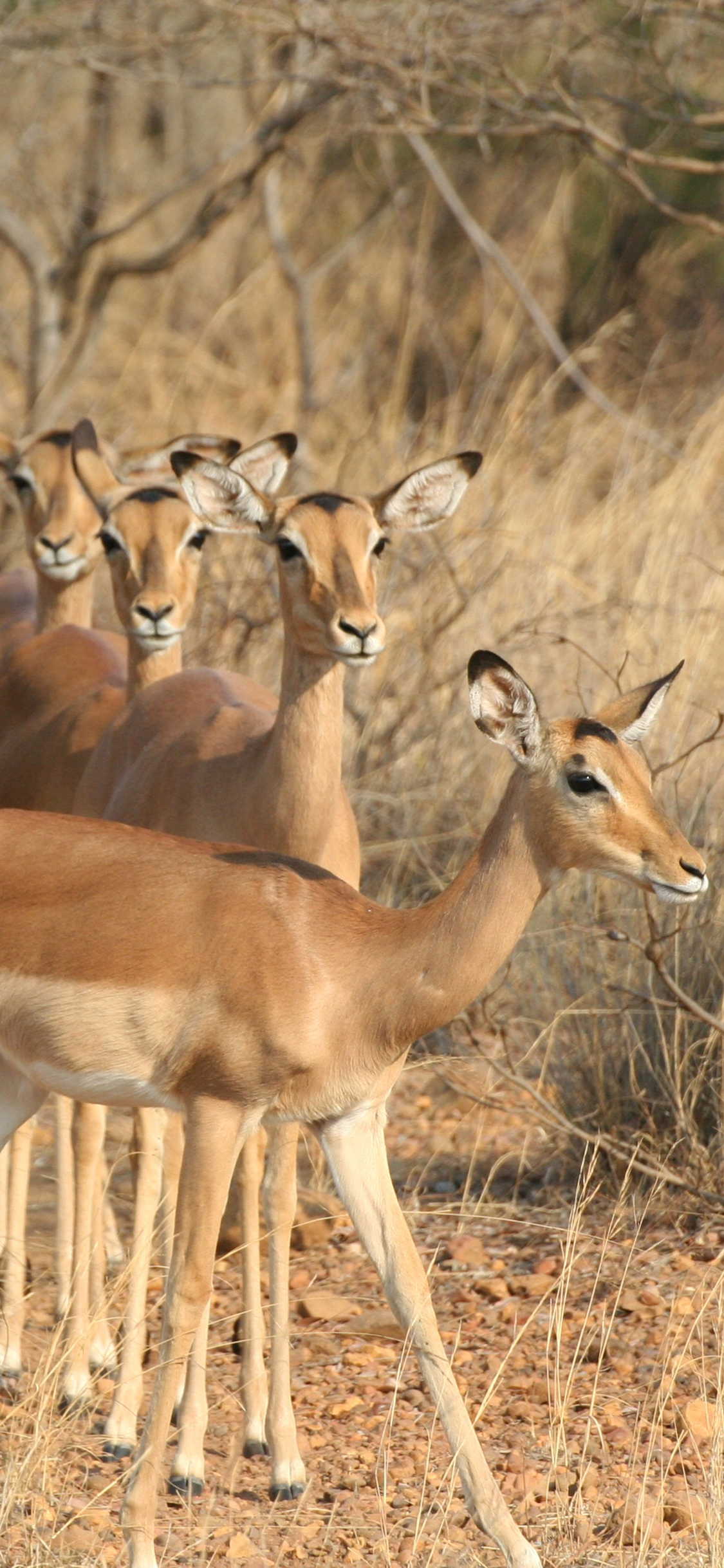 [2436×1125]羚羊 野生 丛林 种群 枯黄 苹果手机壁纸图片