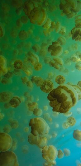 [2436x1125]群居 浮游 水母 密集 苹果手机壁纸图片