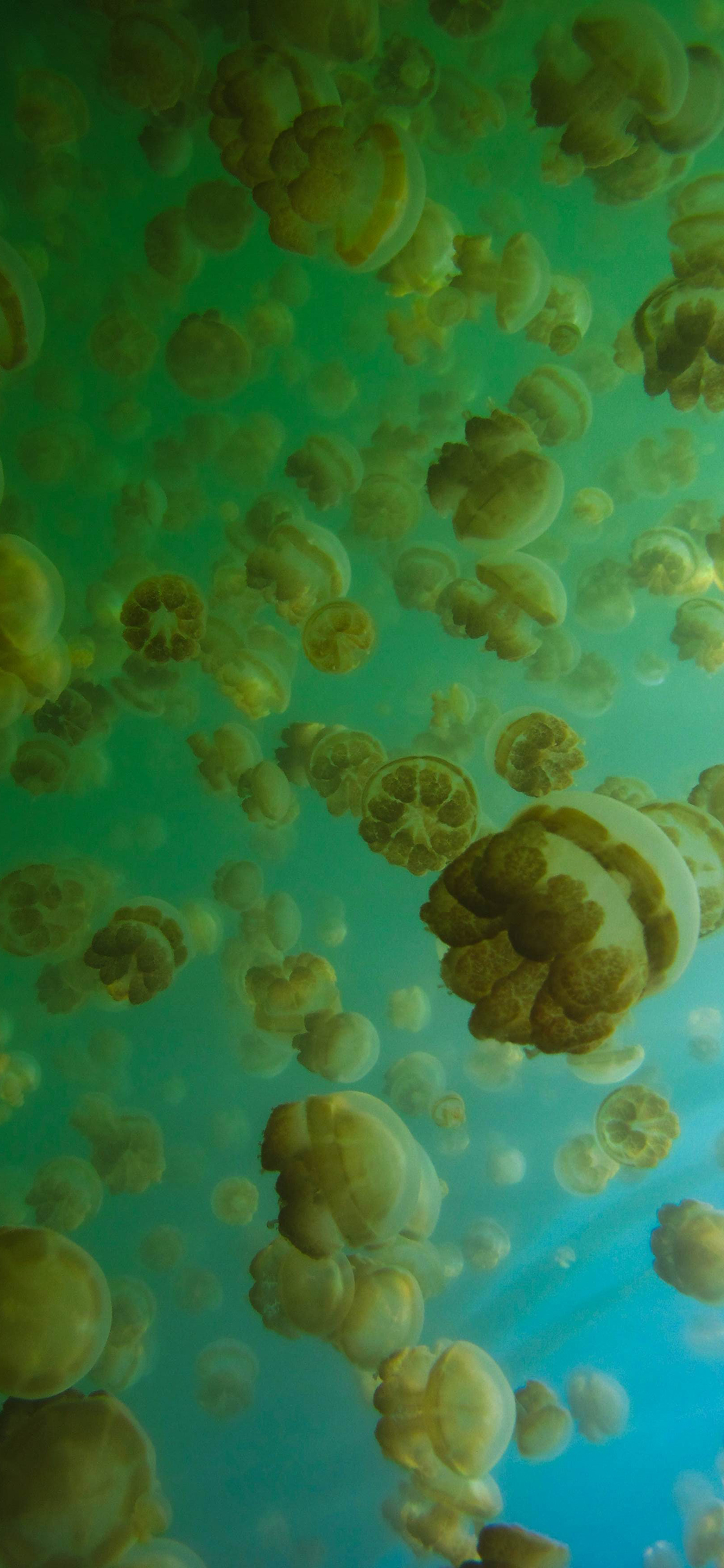 [2436×1125]群居 浮游 水母 密集 苹果手机壁纸图片
