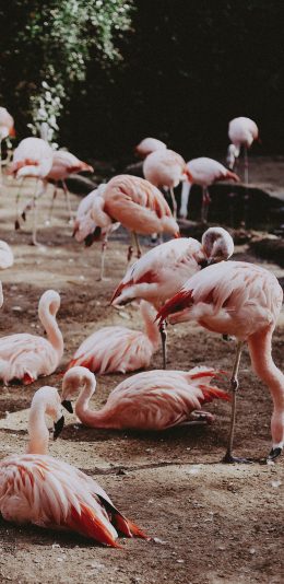 [2436x1125]群居 火烈鸟 红鹳 觅食 苹果手机壁纸图片